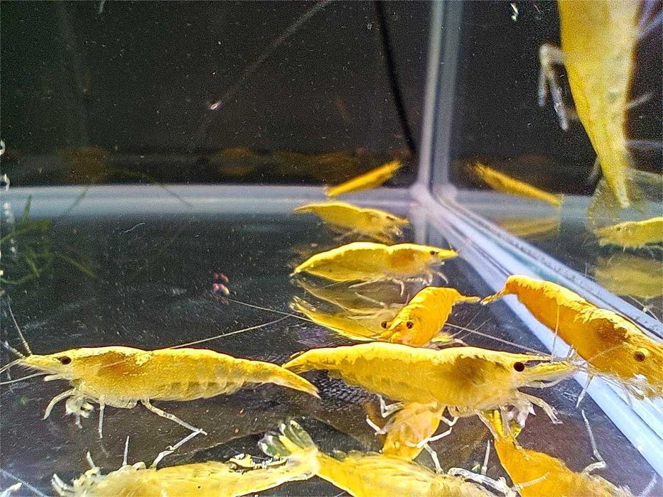 Krewetki Neocardina Yellow Neon