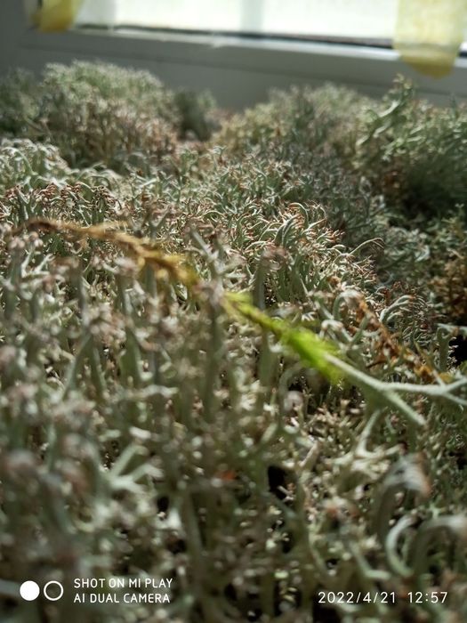 Ягель для улиток и растений