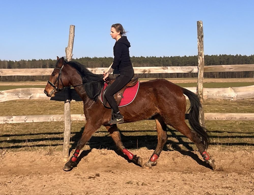 Klacz SP 4 lata 173cm