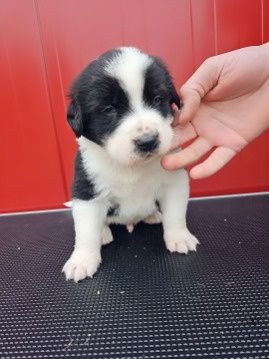 Owczarek środkowoazjatycki