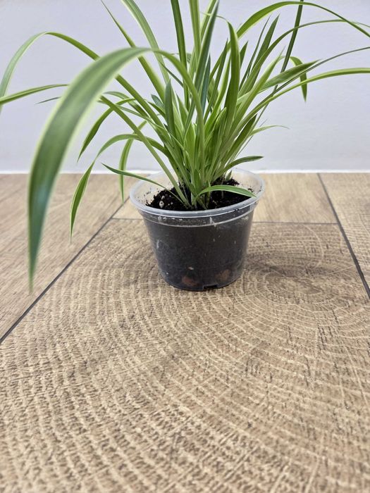 Хлорофітум. Самовивіз