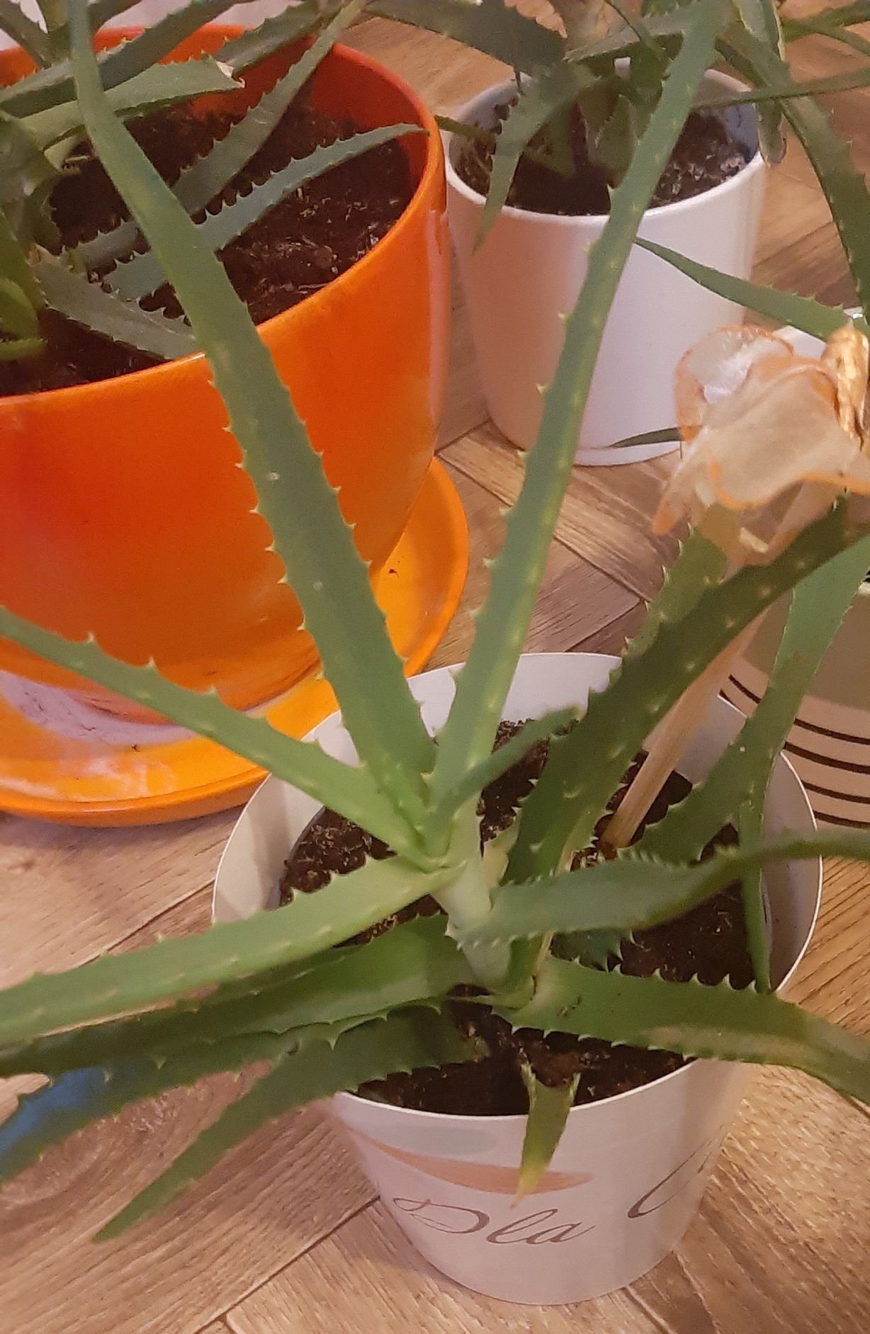 Aloes drzewiasty roślina lecznicza