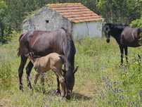 Éguas Lusitanas registadas Ortigao Costa
