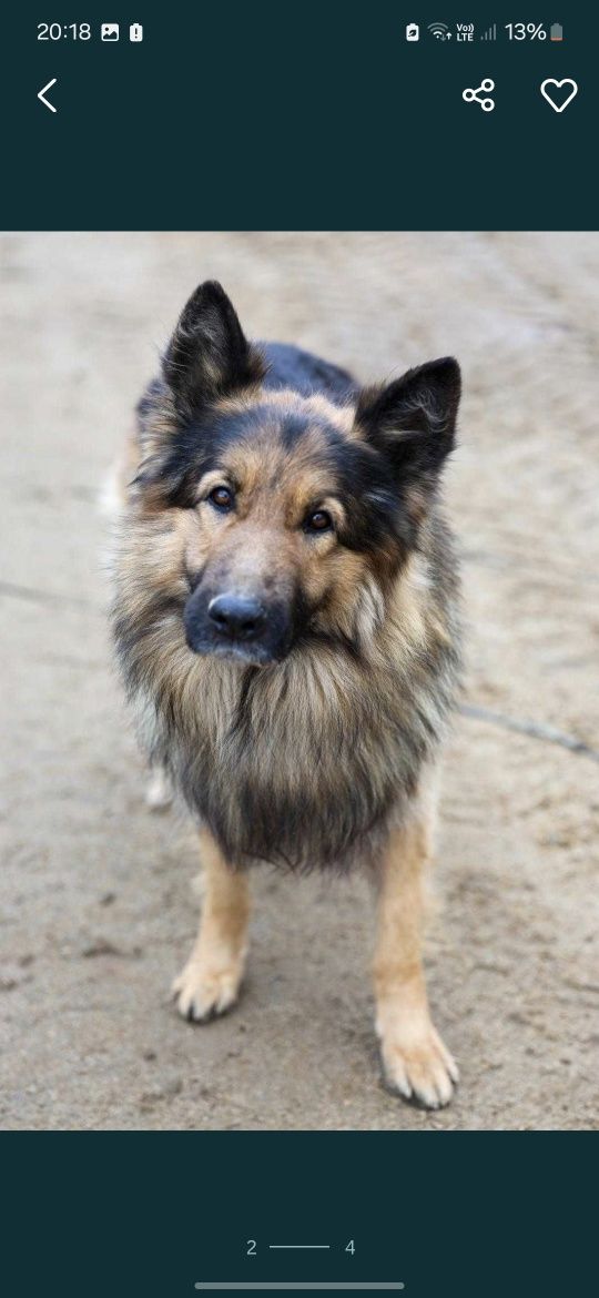 Piesek Około 6 lat