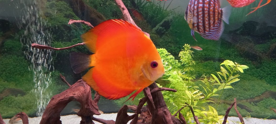 Discu Red Map 12 /13 cm