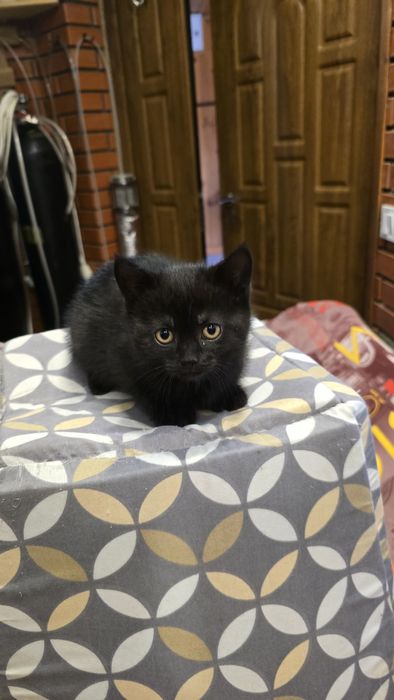 Кошенята шукають родину