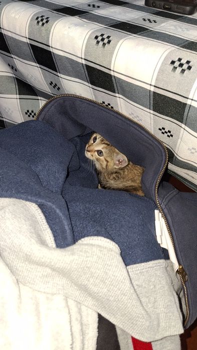 Dá-se gatinhos bebes