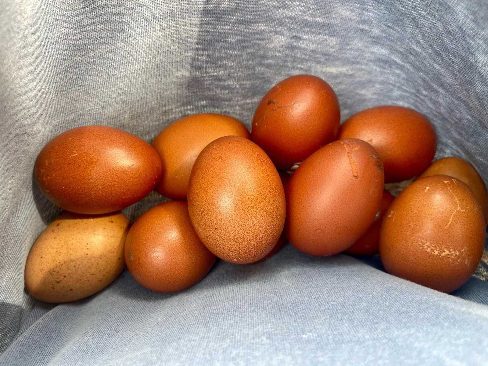 Pintos e frangos/frangas Marans cobre