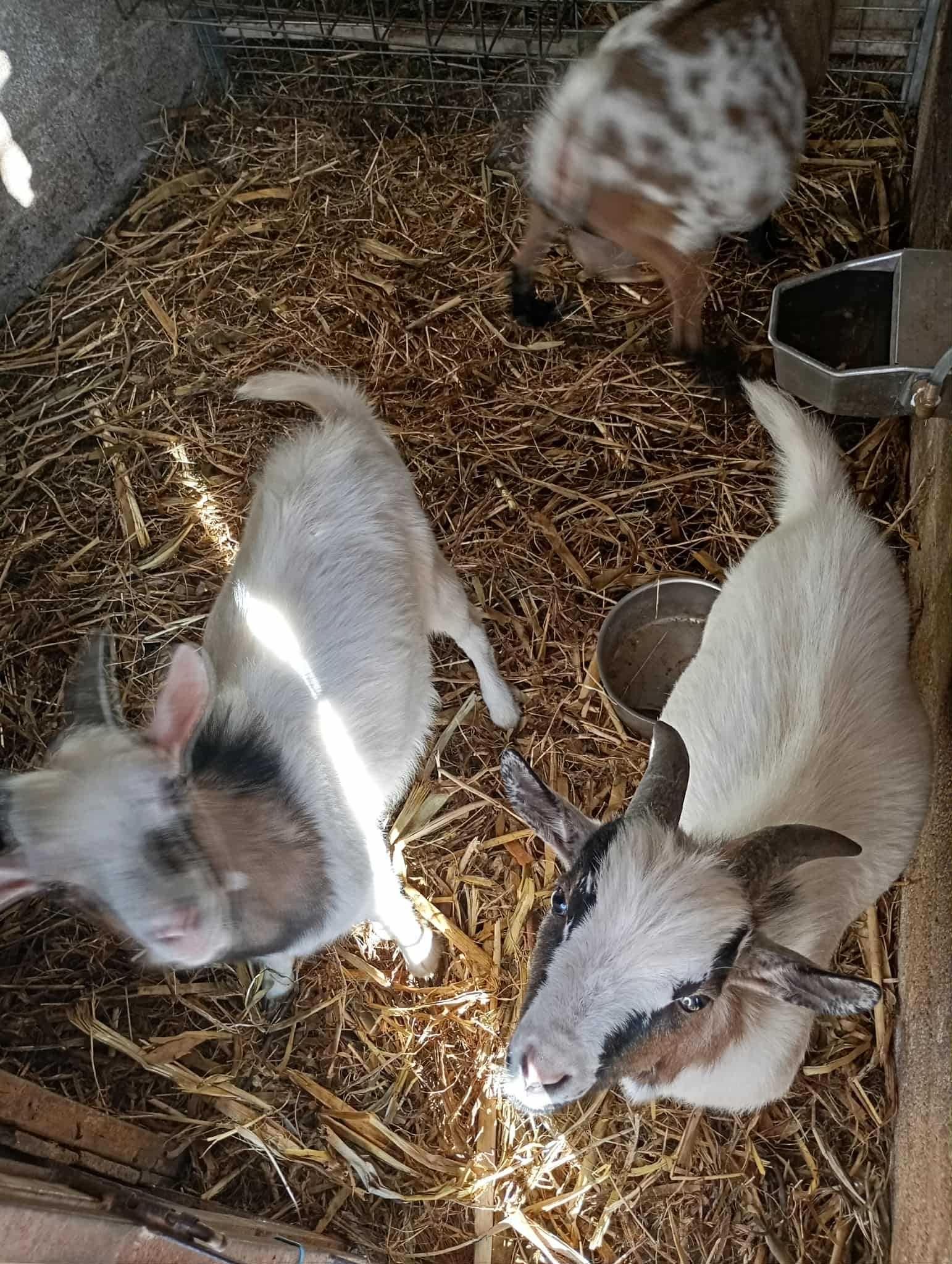 Vendo cabras muito boas