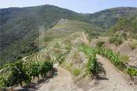 Casal dos Jordões propriedade Vinícola no Douro com 58 hectares de vin