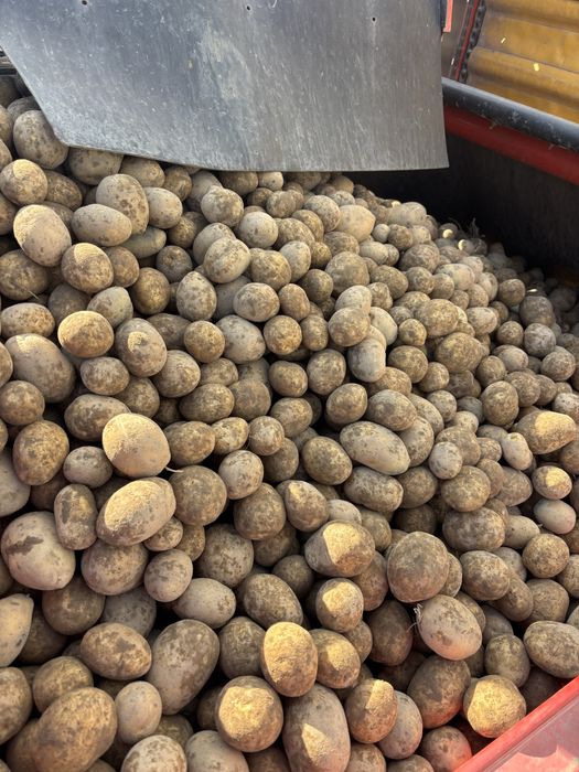 Gala 30-45 mm ziemniak drobny