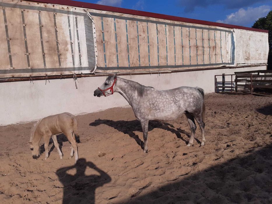 Sprzedam kuc kuce walijski klacz źrebak