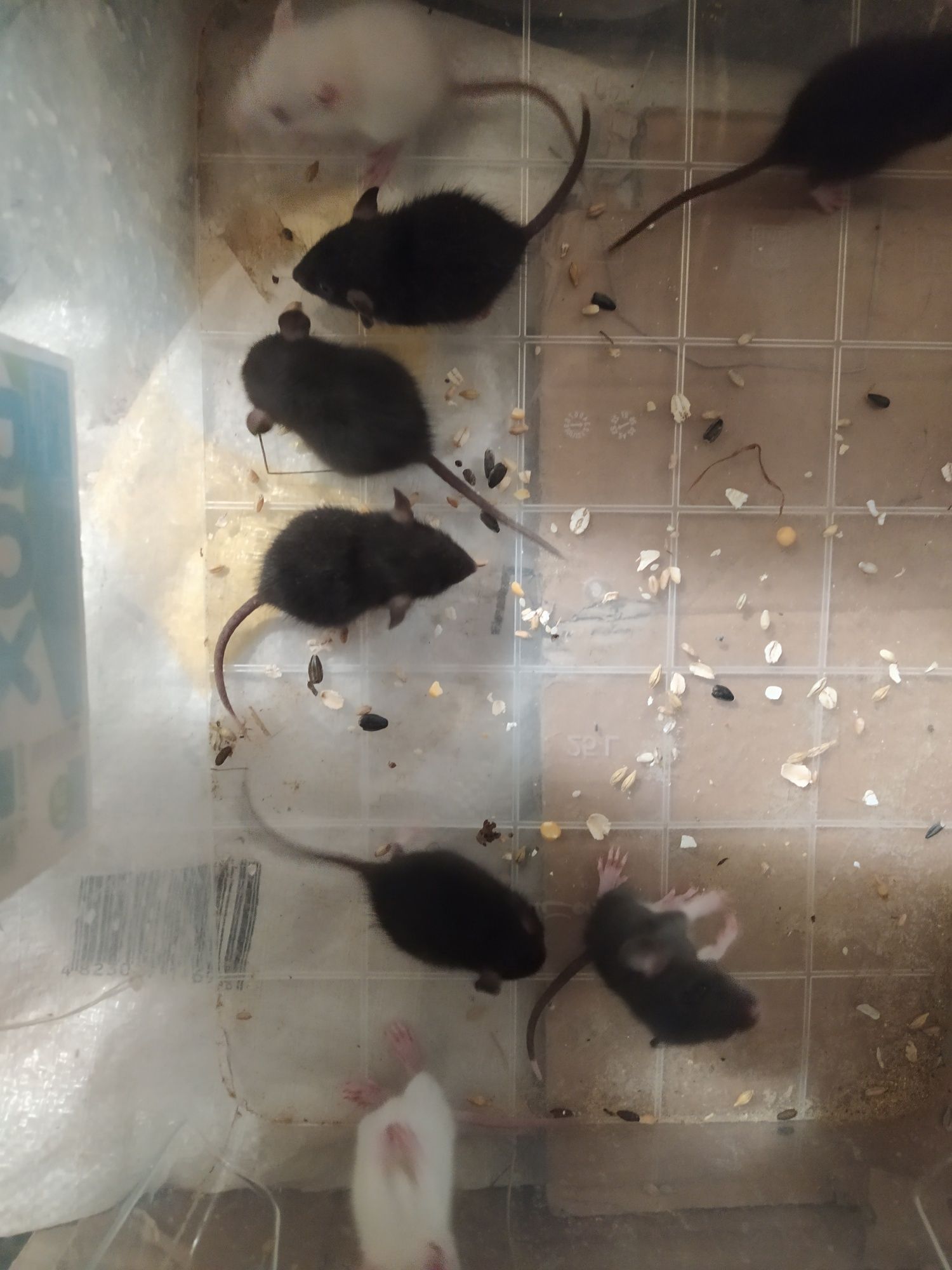 Маленькие крысята,разных окрасов