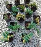 Jałowiec green gold blue carpet lime glow wiltoni prince arrow star