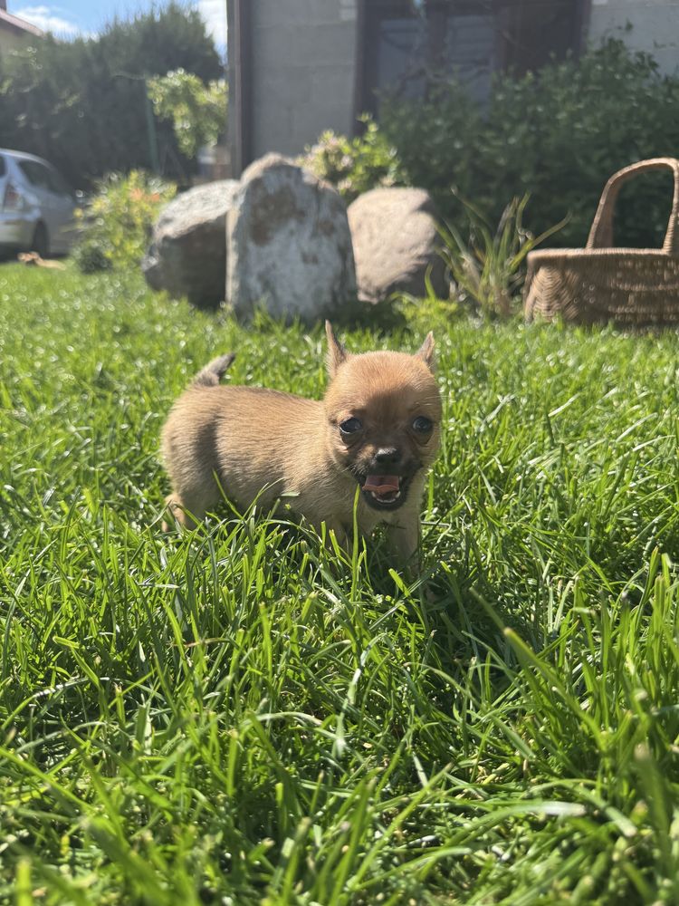 Suczka chihuahua