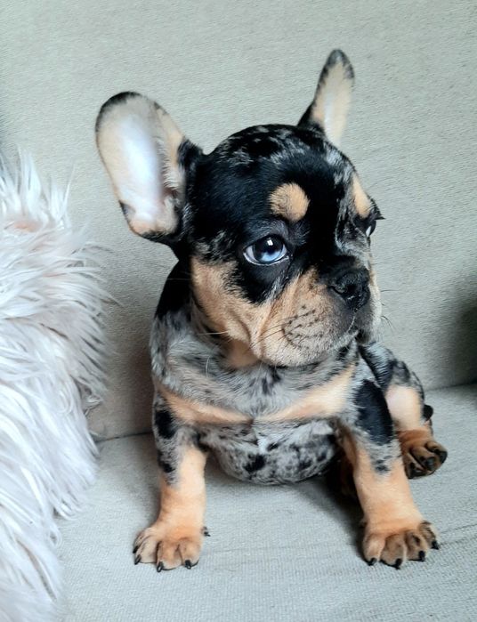 Buldog francuski
