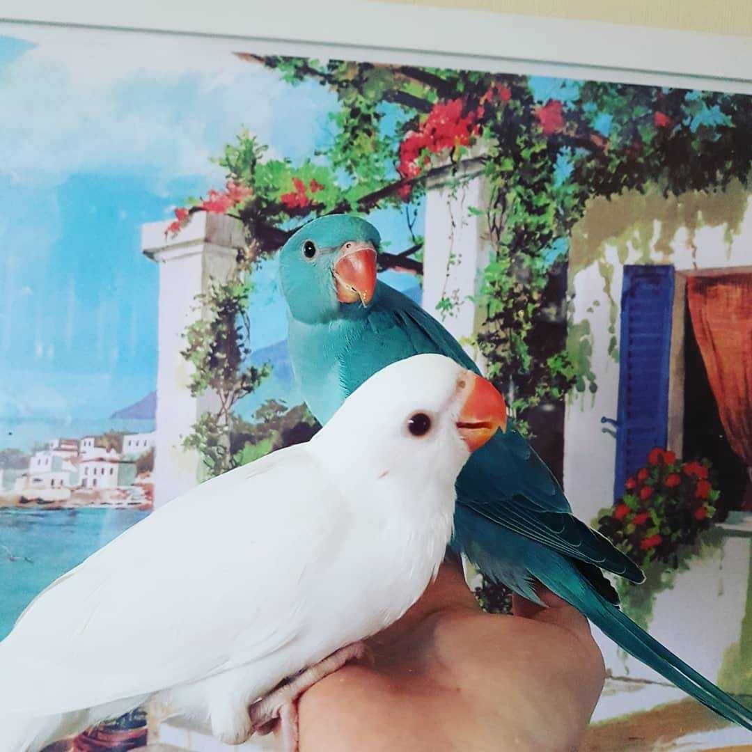 Ожерелові папуги: добрі, розумні та готові до спілкування!ожереловый