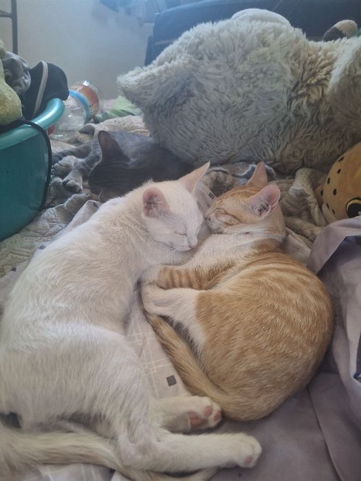 Dou -se quem tratar muito amor