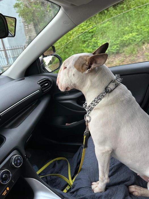 Oddam bulteriera – przyjazny pies szuka domu