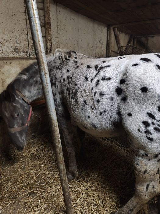 Sprzedam klacze spokojne zimnokrwiste