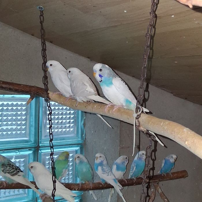 Papużki faliste 2025r