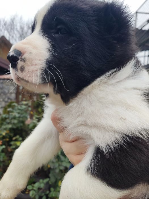 Цуценята САО(алабай) Середньоазіатська вівчарка