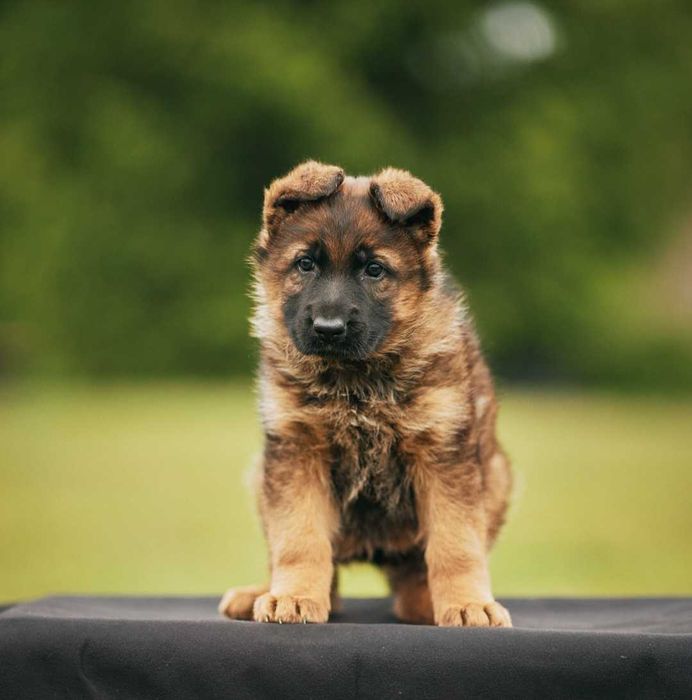 Owczarek niemiecki krótkowłosy Owczarki niemieckie krótkowłose