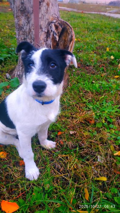 Отдам в хорошие руки (девочка)