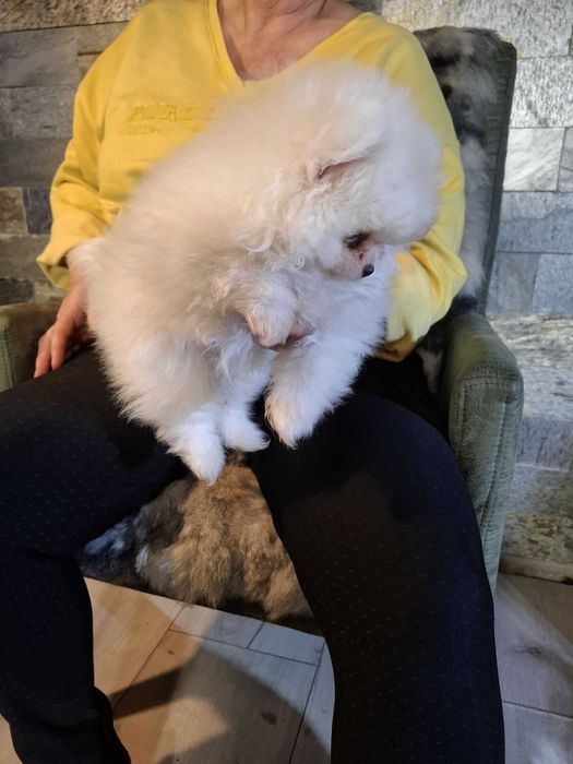 Szpic miniaturowy pomeranian