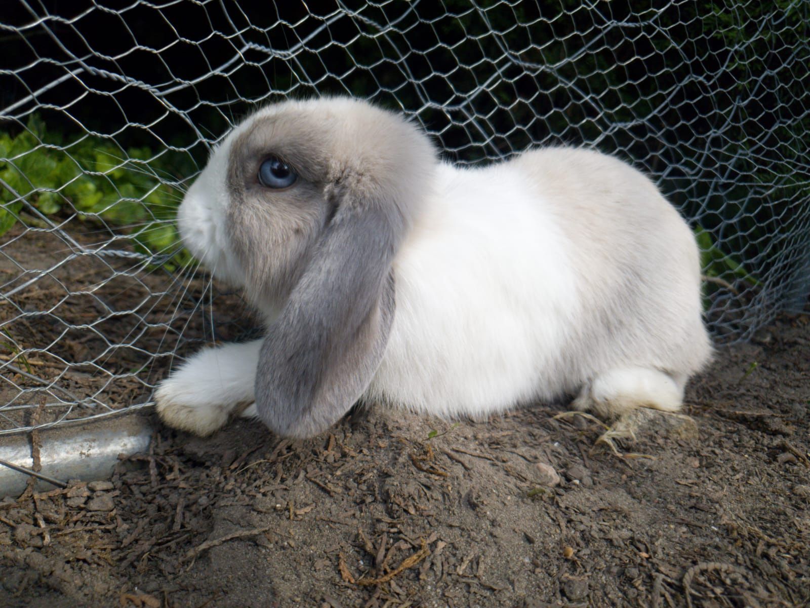 Samiczka mini lop