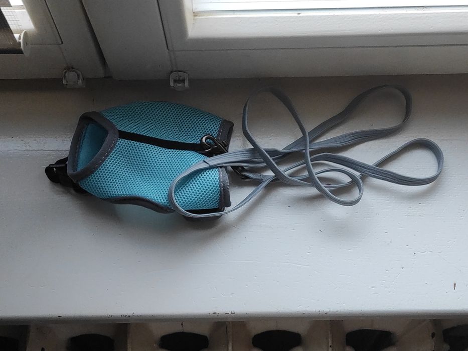 Szelki dla świnki morskiej