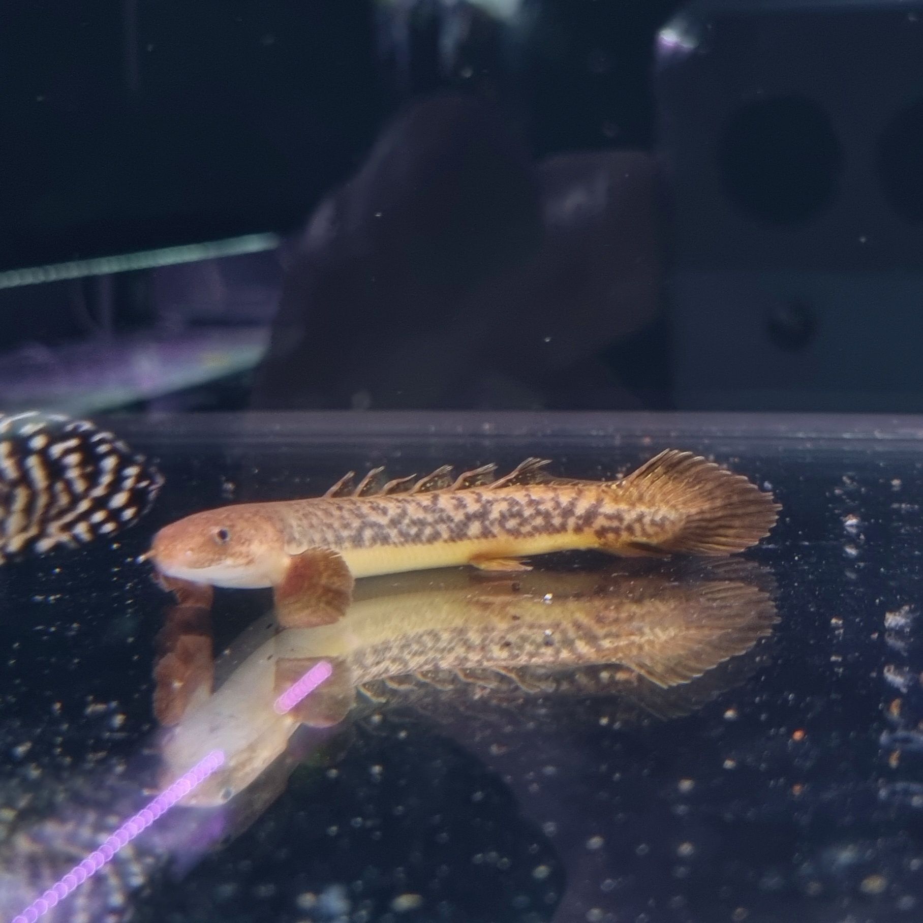 Polypterus teugelsi (wielopłetwiec marmurkowy)