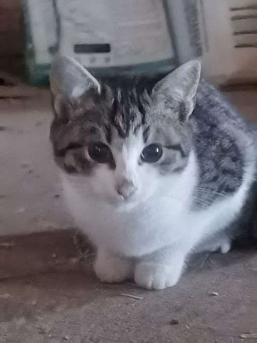 porzucony  kotek prosi o dom