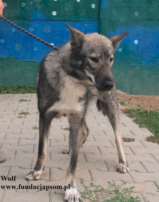 Wolf, piękny wilk szuka domu