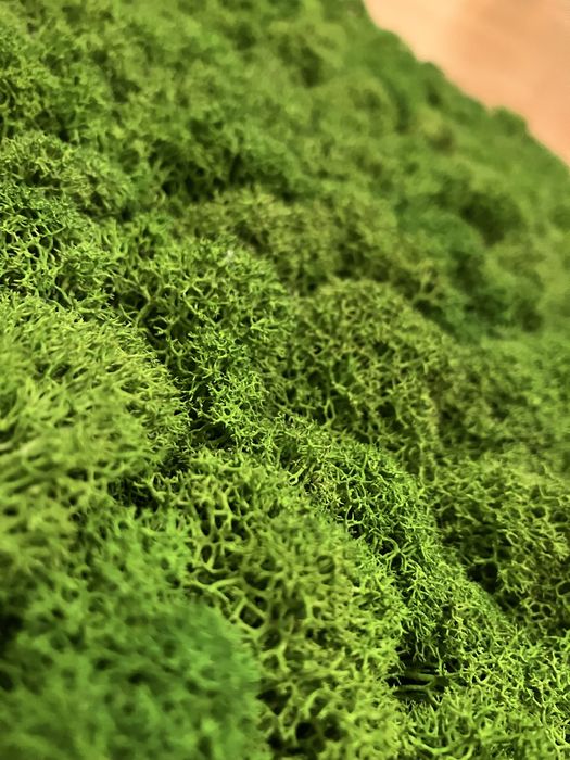 Obraz z mchu 32,5x23,5cm