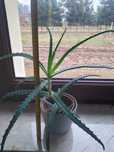 Aloes drzewiasty kwiat doniczkowy leczniczy 40CM DOSTĘPNE RÓZNE