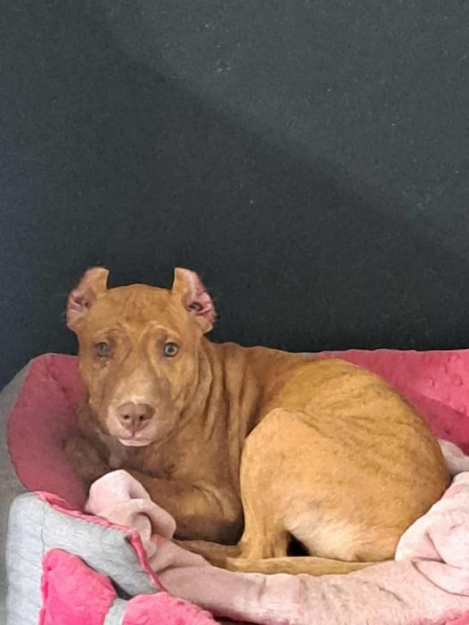 Suczka American Pit Bull Terrier