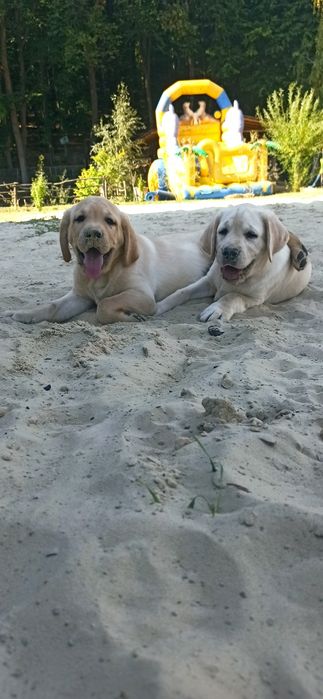 Неймовірні лабрадори цуценята