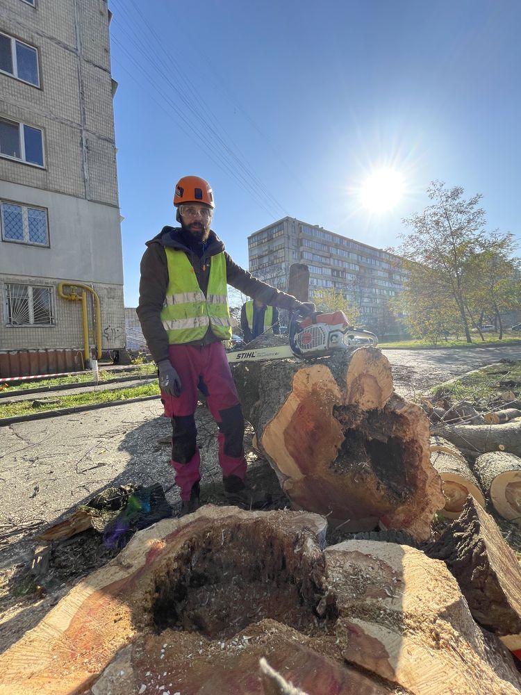 Удаляем деревья за дрова, режем дрова, бесплатный срез дерева