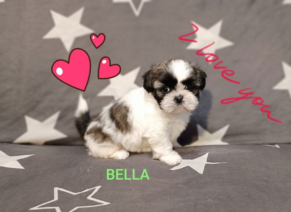 Shih Tzu suczka z rodowodem. Odbiór od 18.10.25