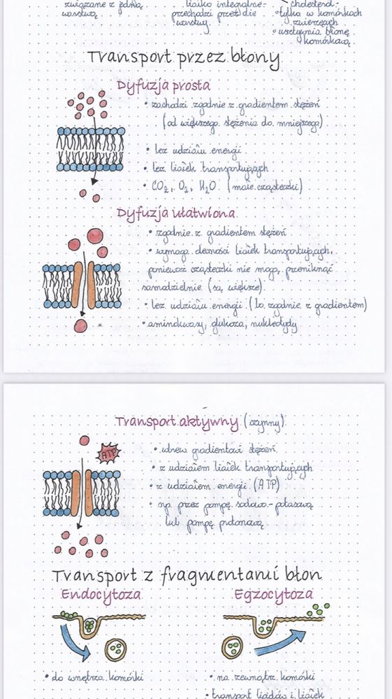 Notatki maturalne z biologii - zakres rozszerzony