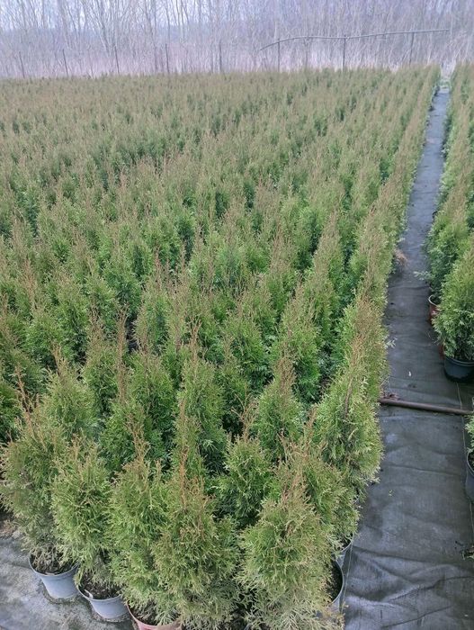 Tuja Szmaragd "Thuja Smaragd" wys. 100-120 cm na żywopłot
