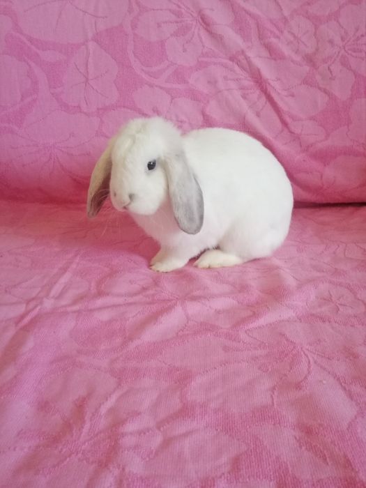 Króliczki karzełki króliczek karzełek