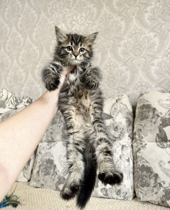 Породистые котята !