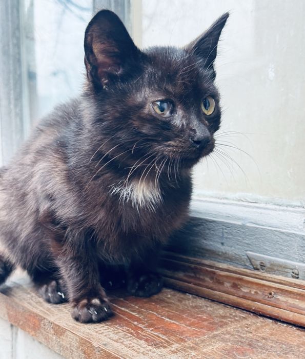 Чорне кошеня маленьке кошеня