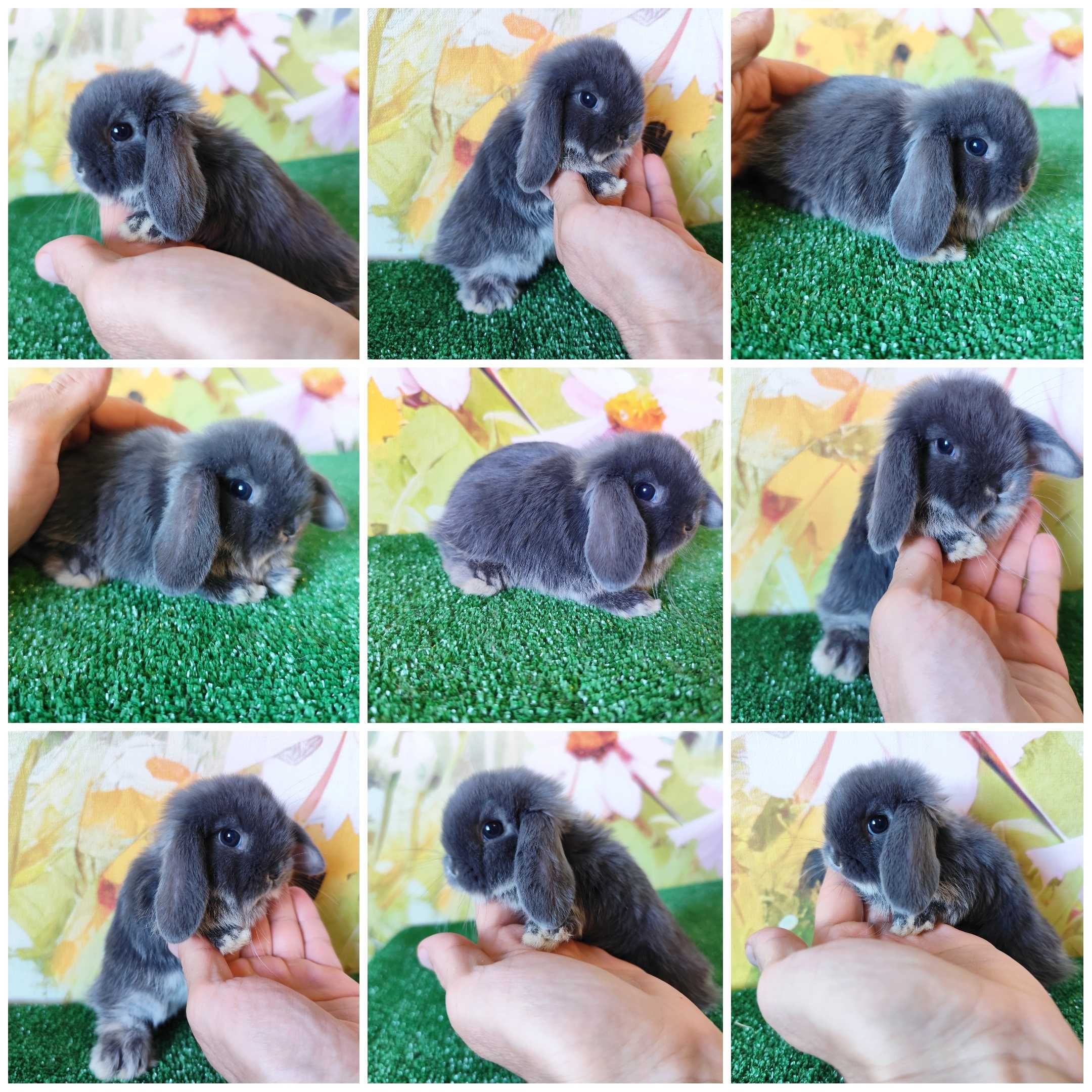 Mini Lop królik karzełek miniaturka rex baranki teddy