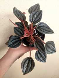 Planta Peperomia cayenne