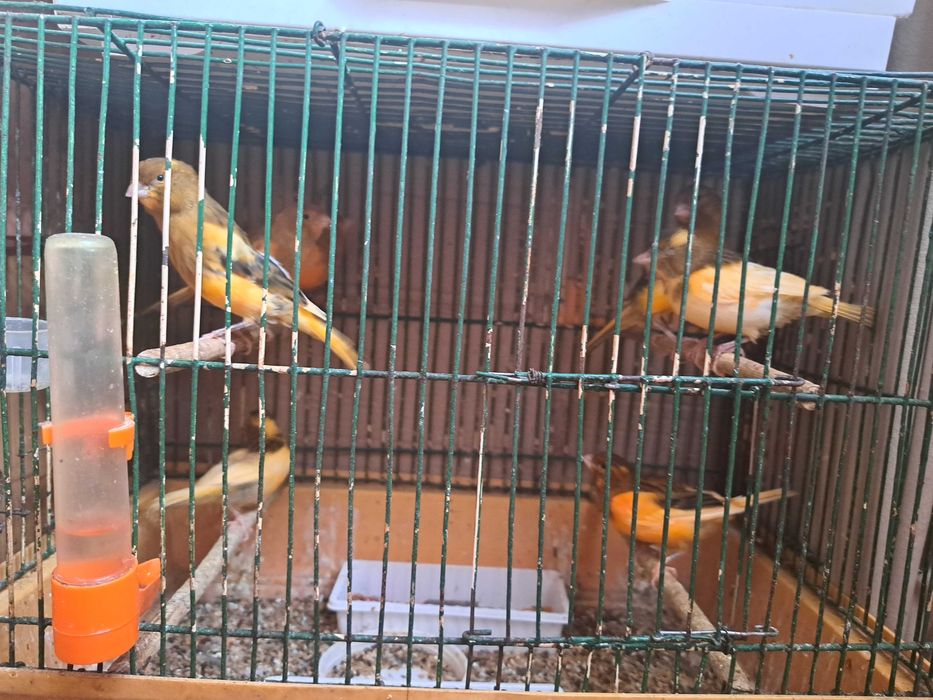 Kanarki samce i samice