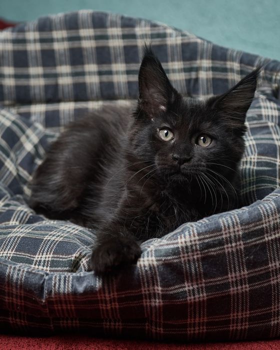 Продам кошенят мейн куна з великим кісточками на вушках