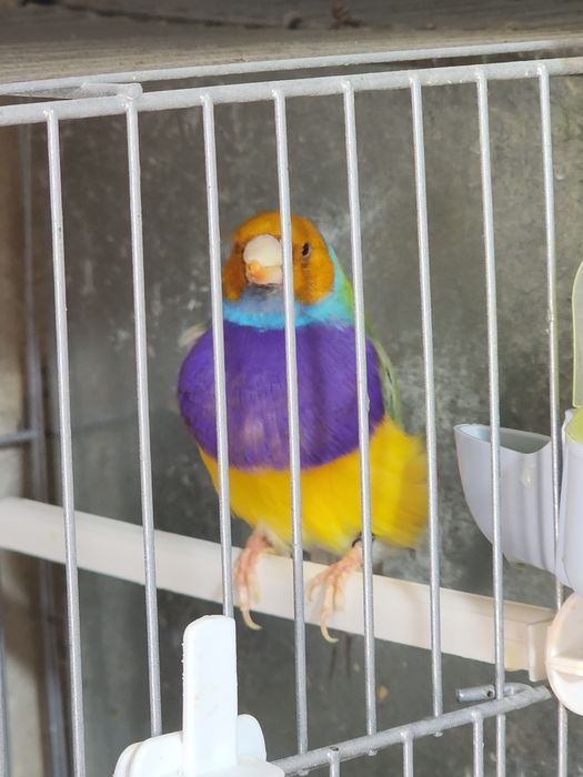 Diamante gould Macho